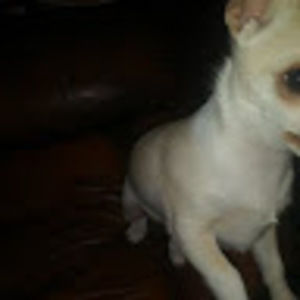 Meet your Posher, Terry